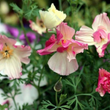 Eshcholce: odrůdy a rady zkušených zahradníků